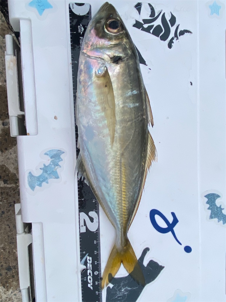 f:id:hama-tyan:20201127232925j:image f:id:hama-tyan:20201127232925j:image