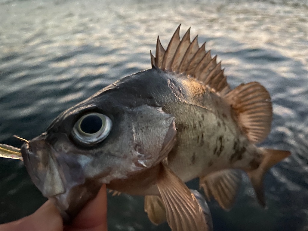 f:id:hama-tyan:20201214144801j:image f:id:hama-tyan:20201214144801j:image