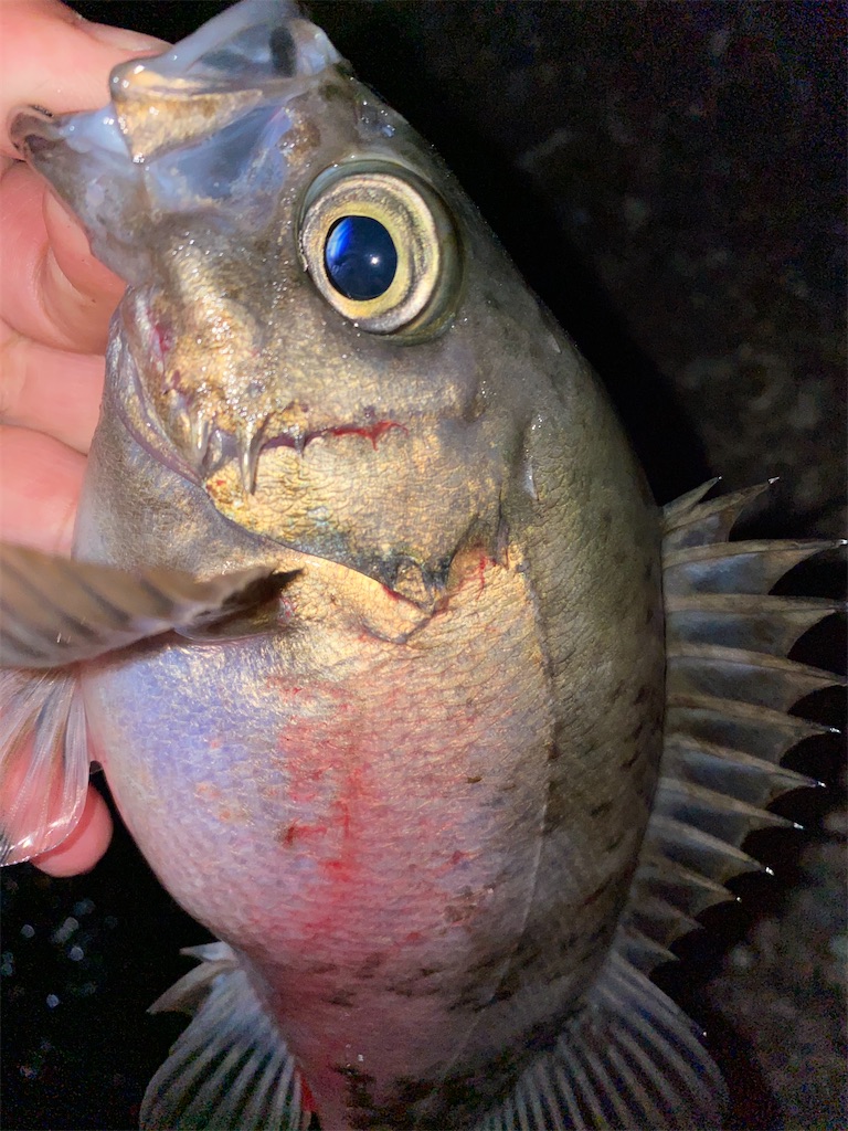 f:id:hama-tyan:20201214144805j:image f:id:hama-tyan:20201214144805j:image