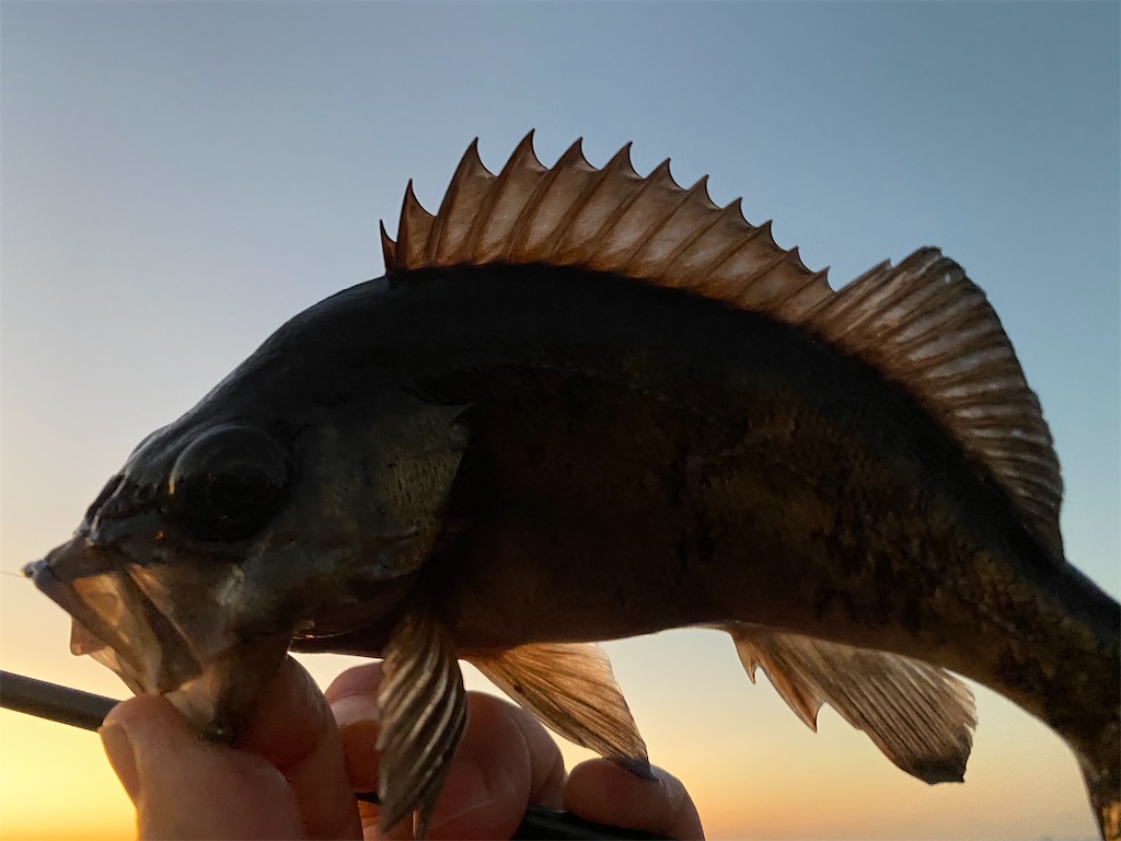 f:id:hama-tyan:20201214144808j:image f:id:hama-tyan:20201214144808j:image