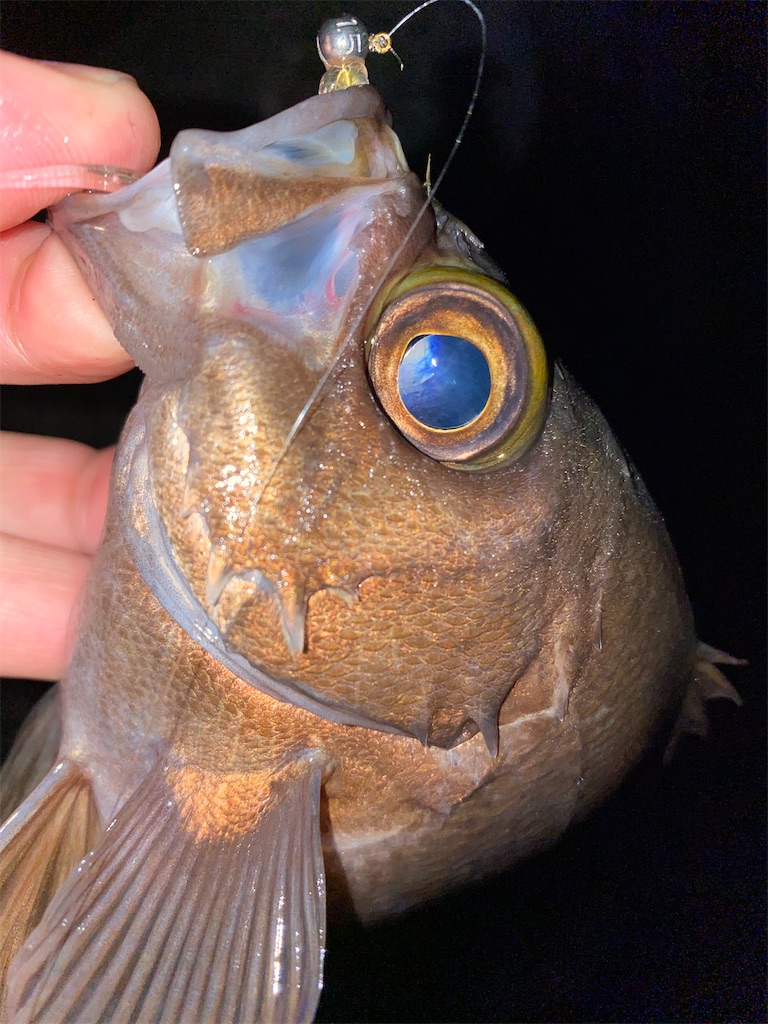 f:id:hama-tyan:20201214144816j:image f:id:hama-tyan:20201214144816j:image