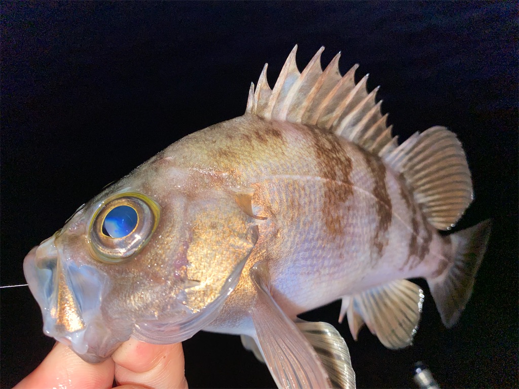 f:id:hama-tyan:20201214144829j:image f:id:hama-tyan:20201214144829j:image