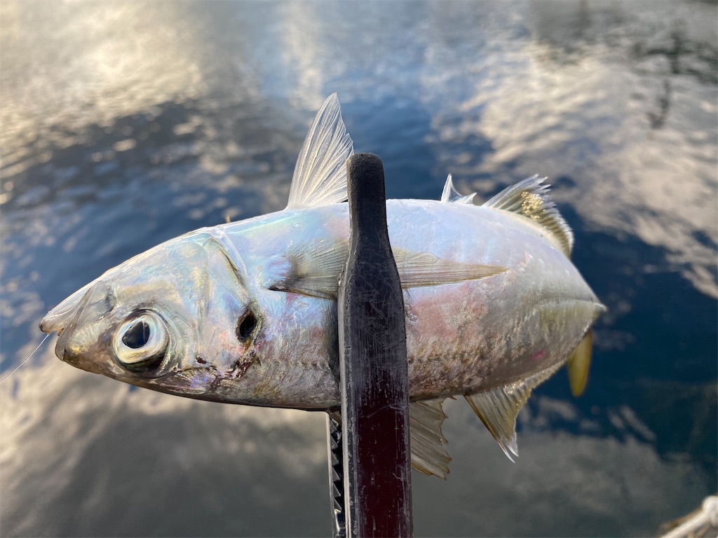 f:id:hama-tyan:20201219223011j:image