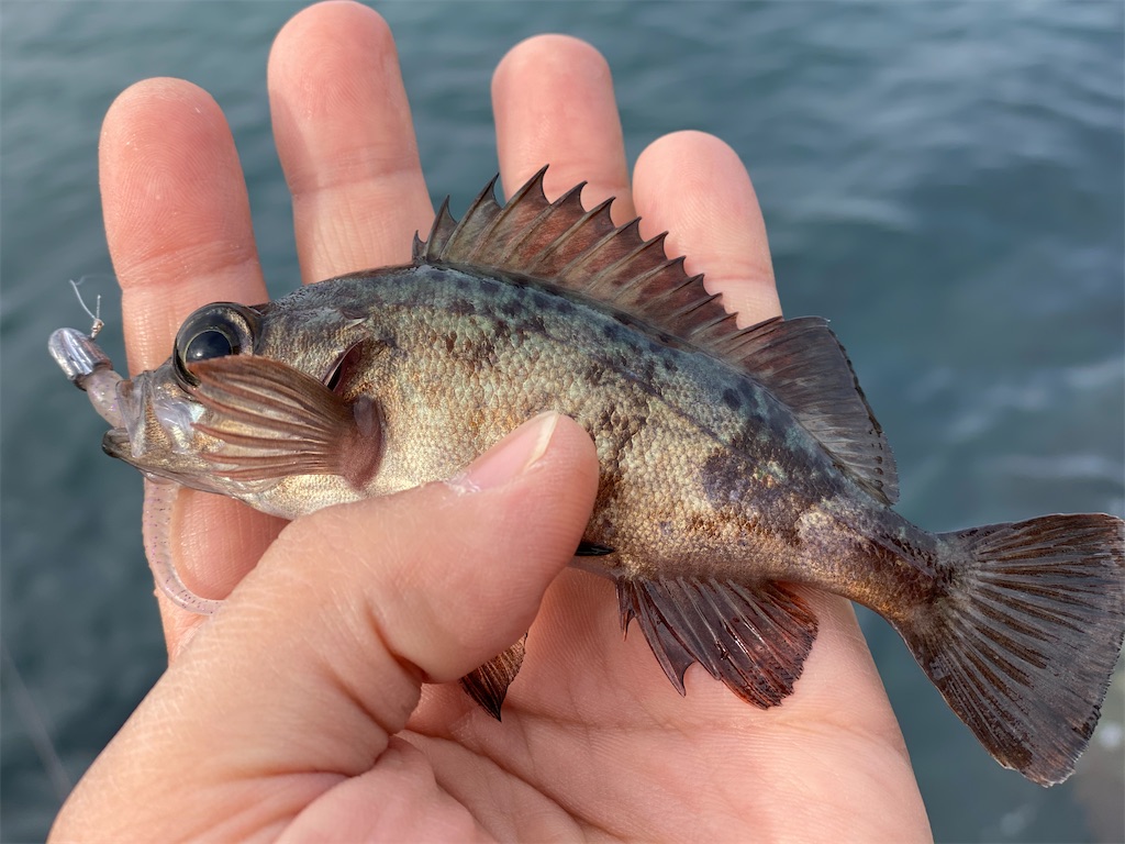 f:id:hama-tyan:20201227234001j:image