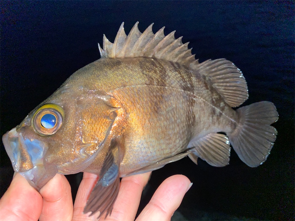 f:id:hama-tyan:20201227234004j:image