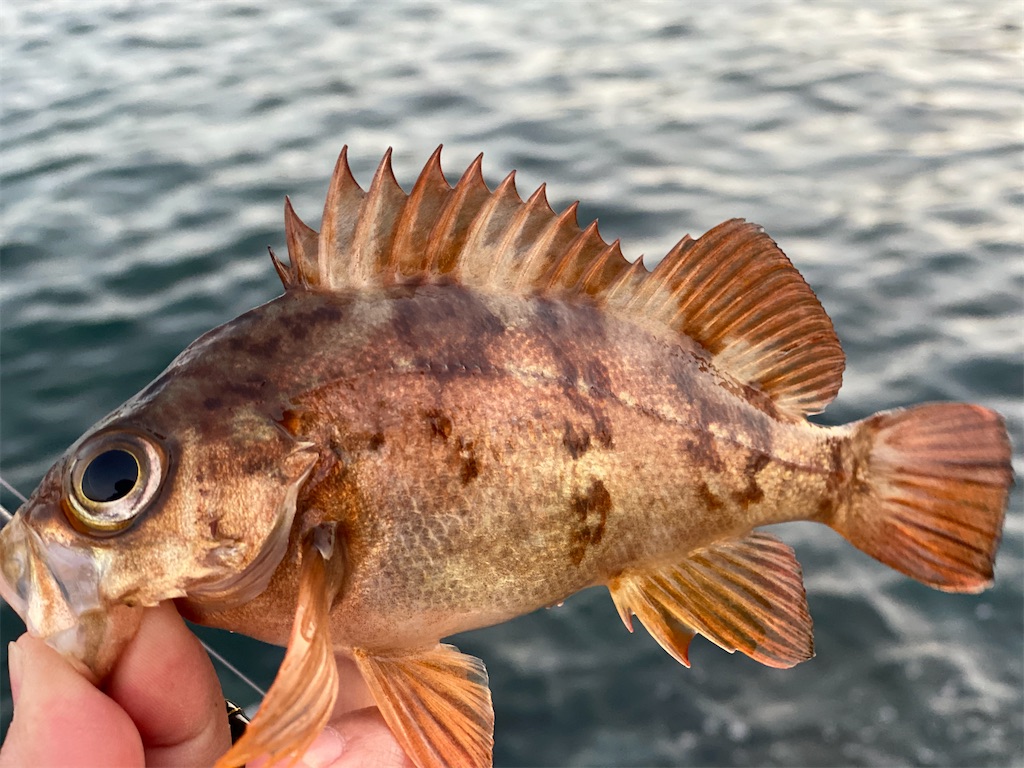 f:id:hama-tyan:20201227234022j:image