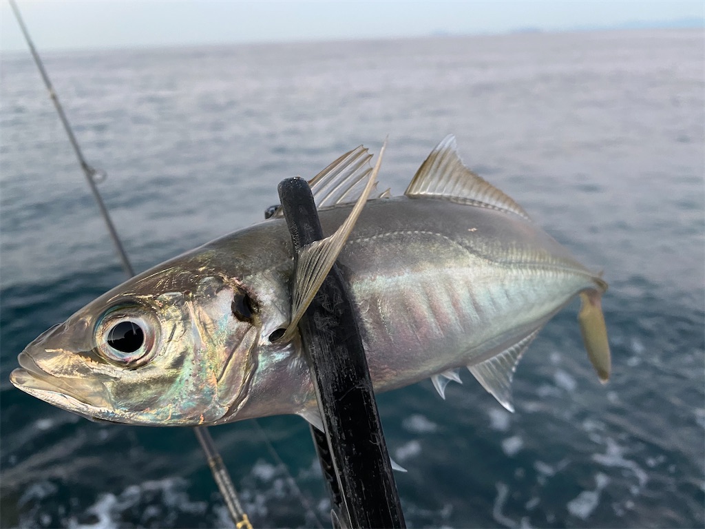 f:id:hama-tyan:20201229112207j:image f:id:hama-tyan:20201229112207j:image