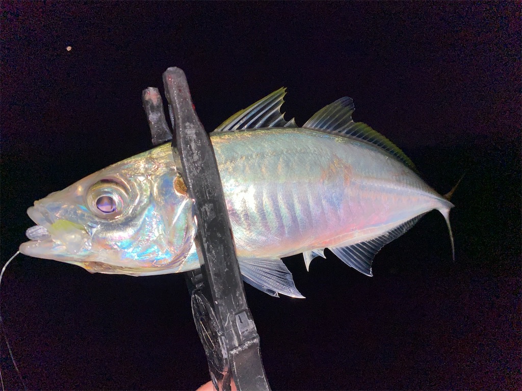 f:id:hama-tyan:20201229112221j:image f:id:hama-tyan:20201229112221j:image