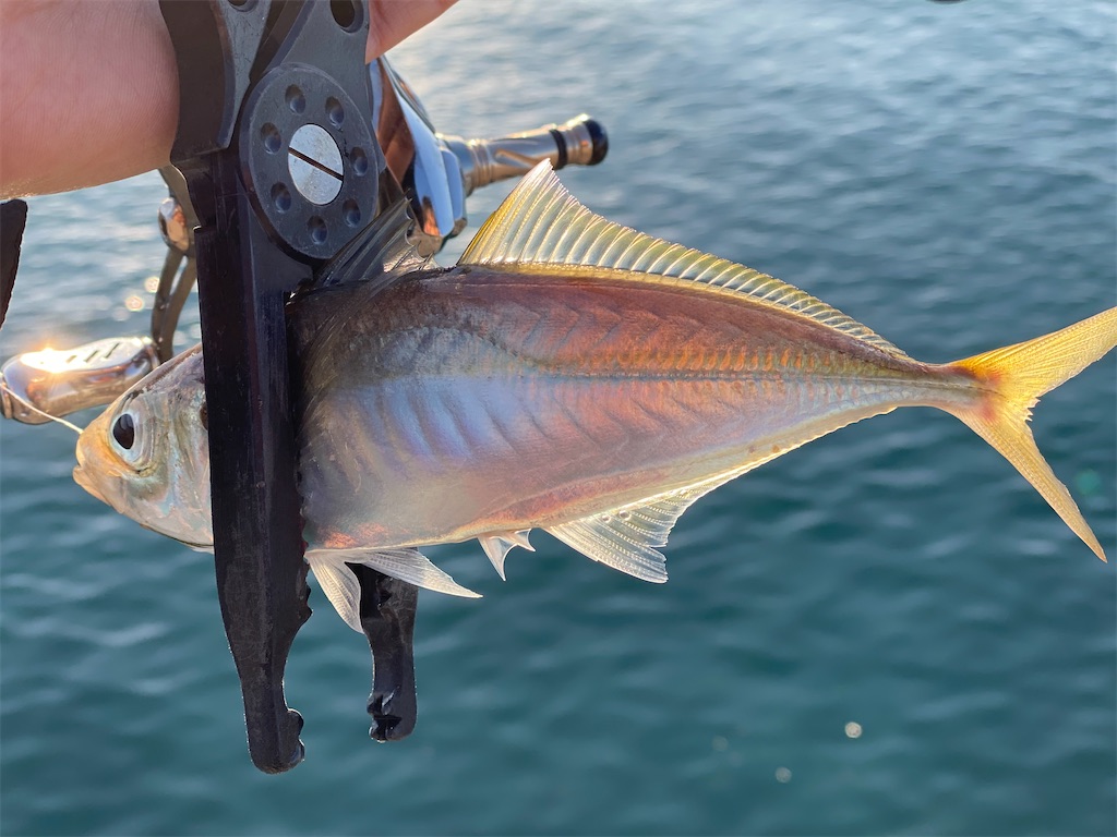 f:id:hama-tyan:20201229112244j:image f:id:hama-tyan:20201229112244j:image