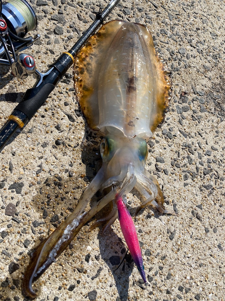 f:id:hama-tyan:20210330100334j:image f:id:hama-tyan:20210330100334j:image