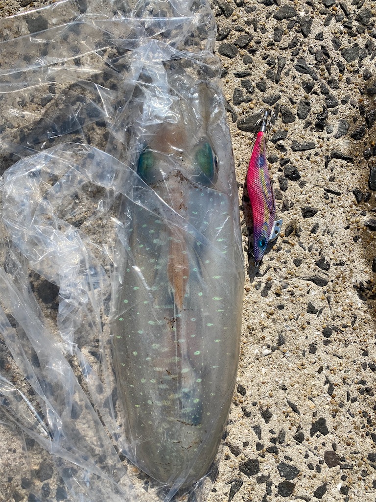 f:id:hama-tyan:20210330110428j:image f:id:hama-tyan:20210330110428j:image