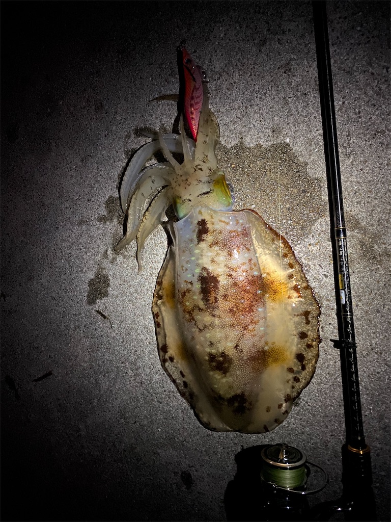 f:id:hama-tyan:20210503214711j:image f:id:hama-tyan:20210503214711j:image