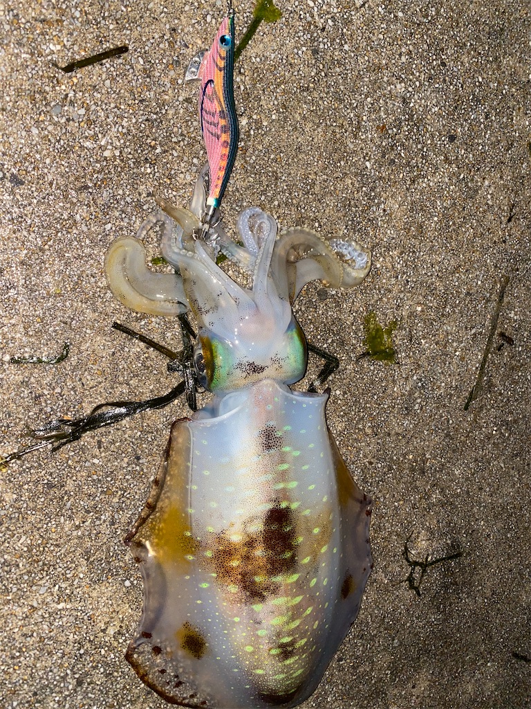 f:id:hama-tyan:20210518232013j:image