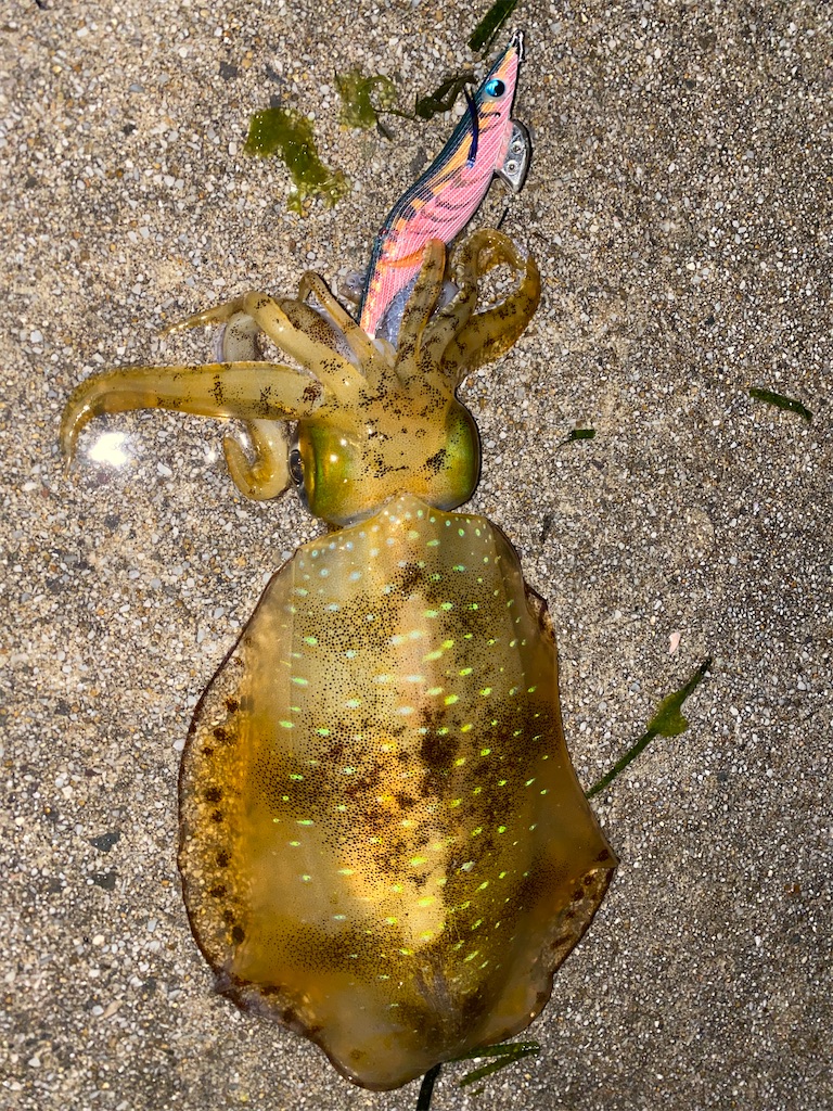 f:id:hama-tyan:20210518232016j:image