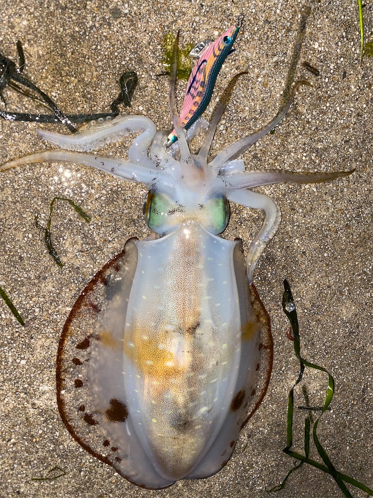 f:id:hama-tyan:20210518232023j:image