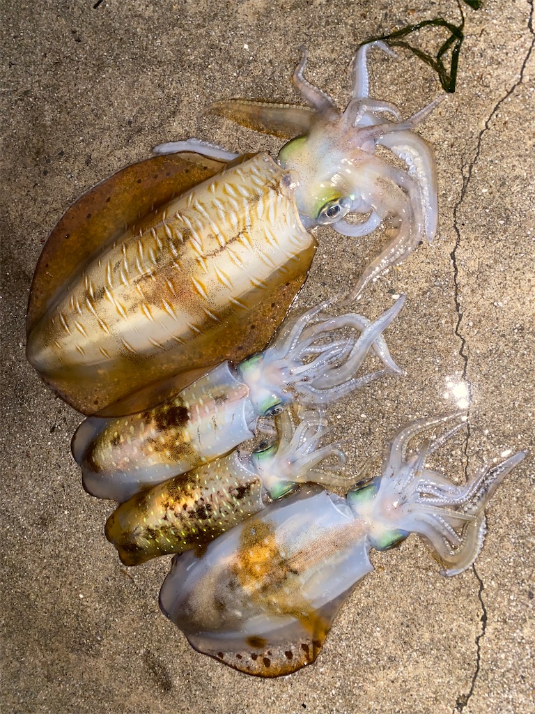 f:id:hama-tyan:20210518232026j:image