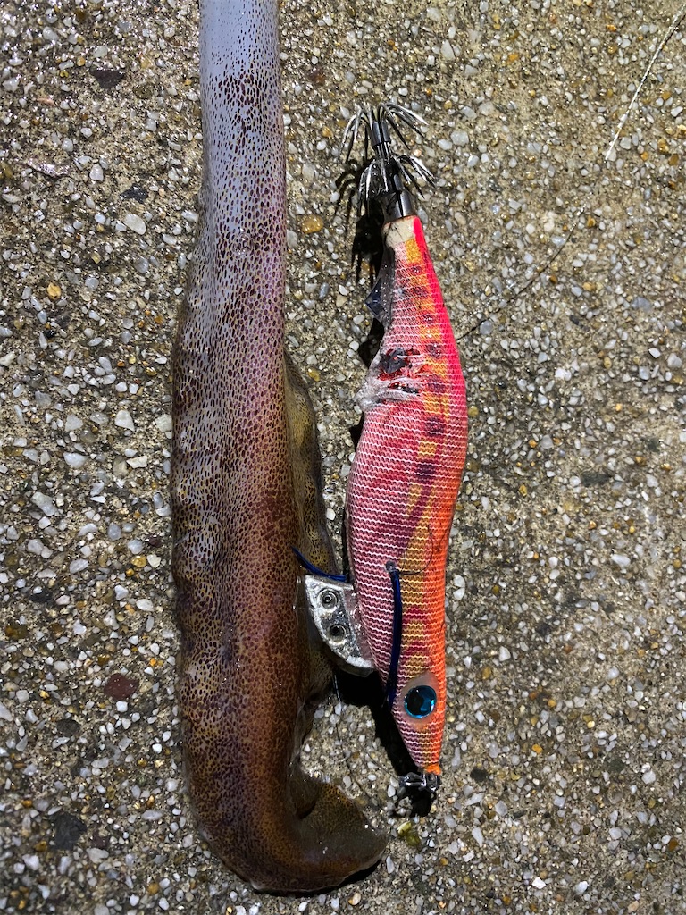 f:id:hama-tyan:20210518232031j:image