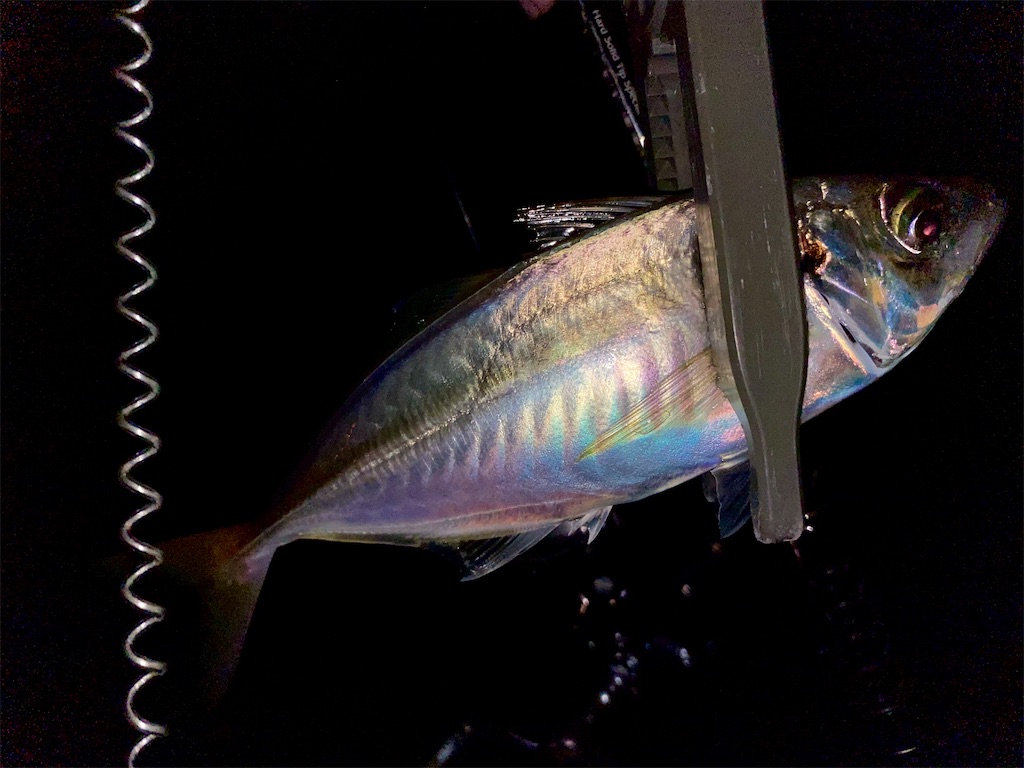 f:id:hama-tyan:20210622092938j:image