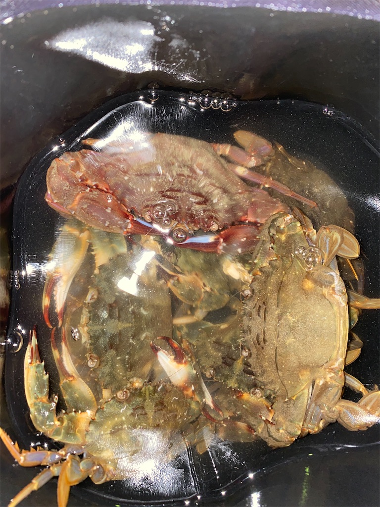 f:id:hama-tyan:20210622092941j:image