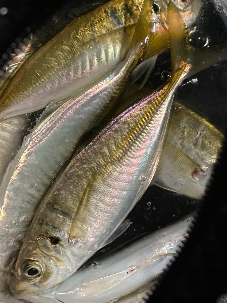 f:id:hama-tyan:20210622092944j:image