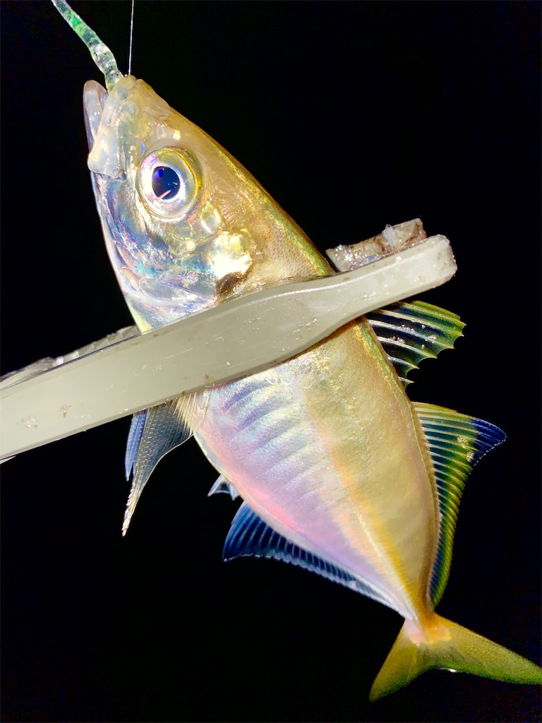 f:id:hama-tyan:20210622092947j:image