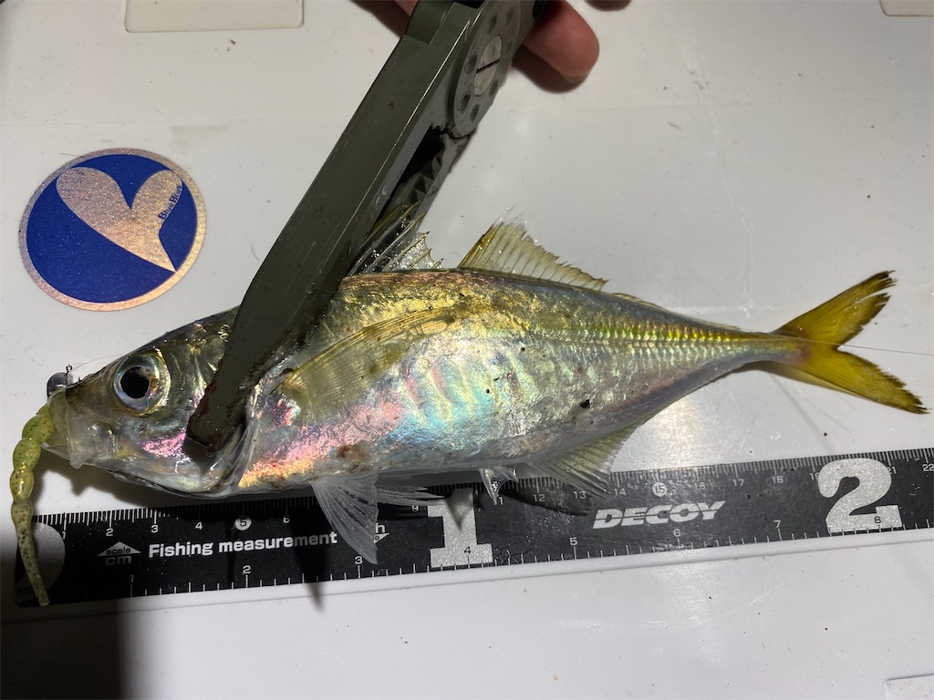 f:id:hama-tyan:20210628110111j:image f:id:hama-tyan:20210628110111j:image