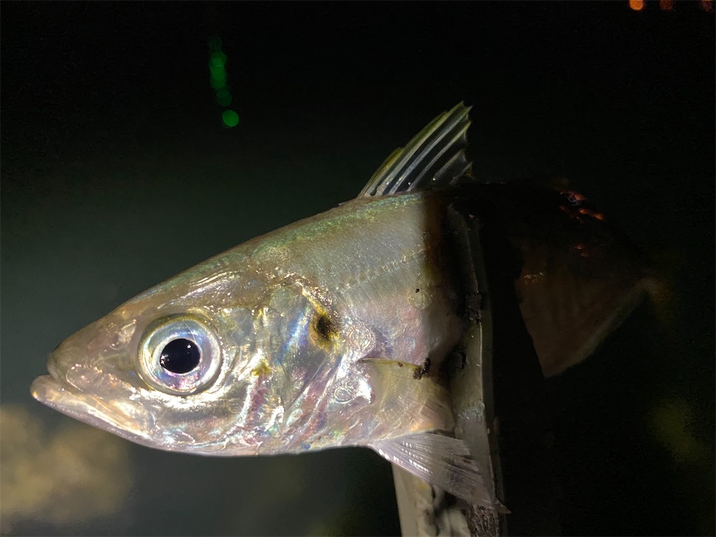 f:id:hama-tyan:20210628110118j:image f:id:hama-tyan:20210628110118j:image