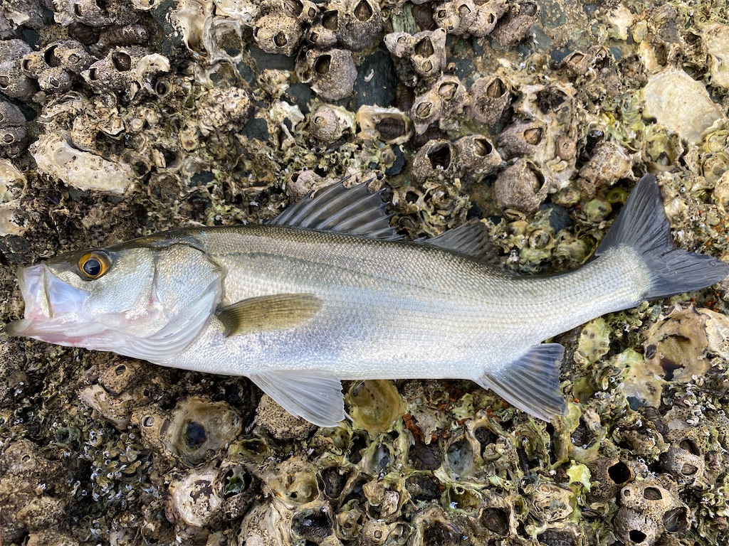 f:id:hama-tyan:20210803220510j:image f:id:hama-tyan:20210803220510j:image