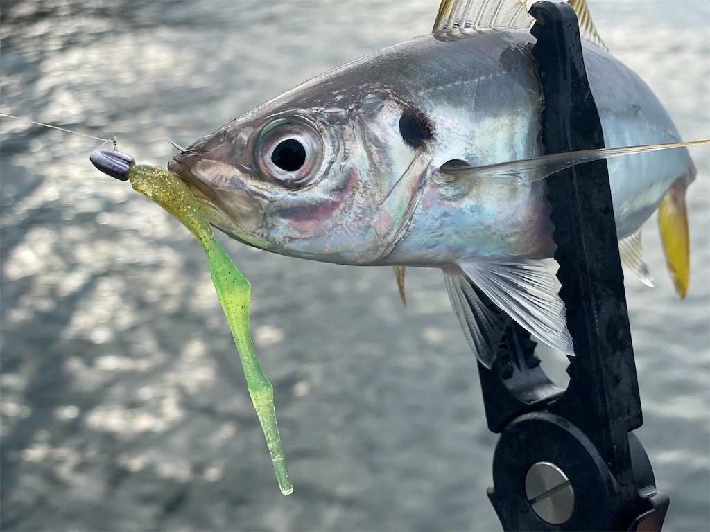 f:id:hama-tyan:20210803220513j:image f:id:hama-tyan:20210803220513j:image