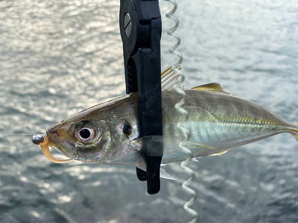 f:id:hama-tyan:20210803220535j:image f:id:hama-tyan:20210803220535j:image