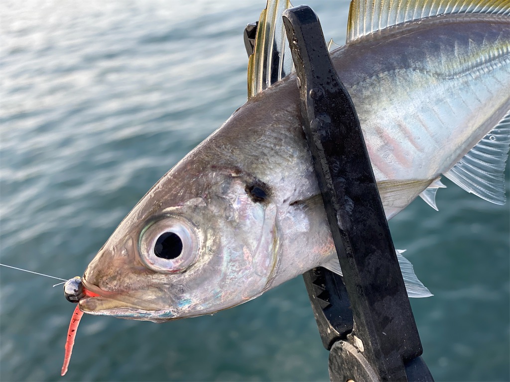 f:id:hama-tyan:20211103101506j:image f:id:hama-tyan:20211103101506j:image