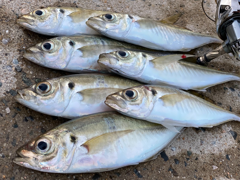 f:id:hama-tyan:20211104110519j:image f:id:hama-tyan:20211104110519j:image