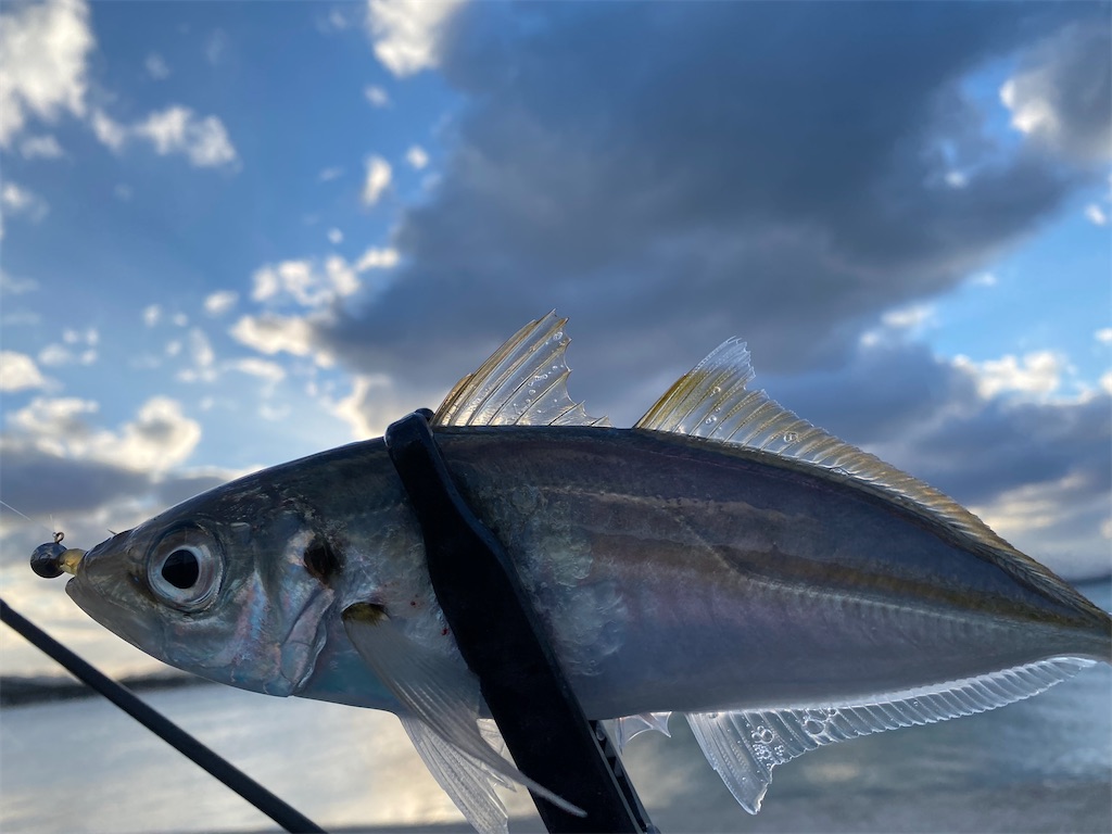 f:id:hama-tyan:20211216130721j:image f:id:hama-tyan:20211216130721j:image