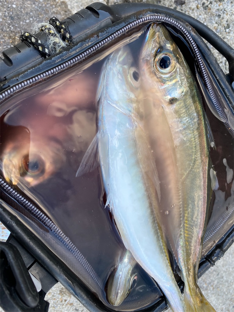 f:id:hama-tyan:20211216130958j:image f:id:hama-tyan:20211216130958j:image