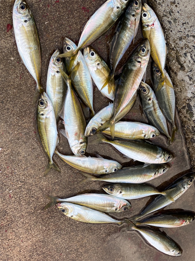 f:id:hama-tyan:20211216131000j:image f:id:hama-tyan:20211216131000j:image