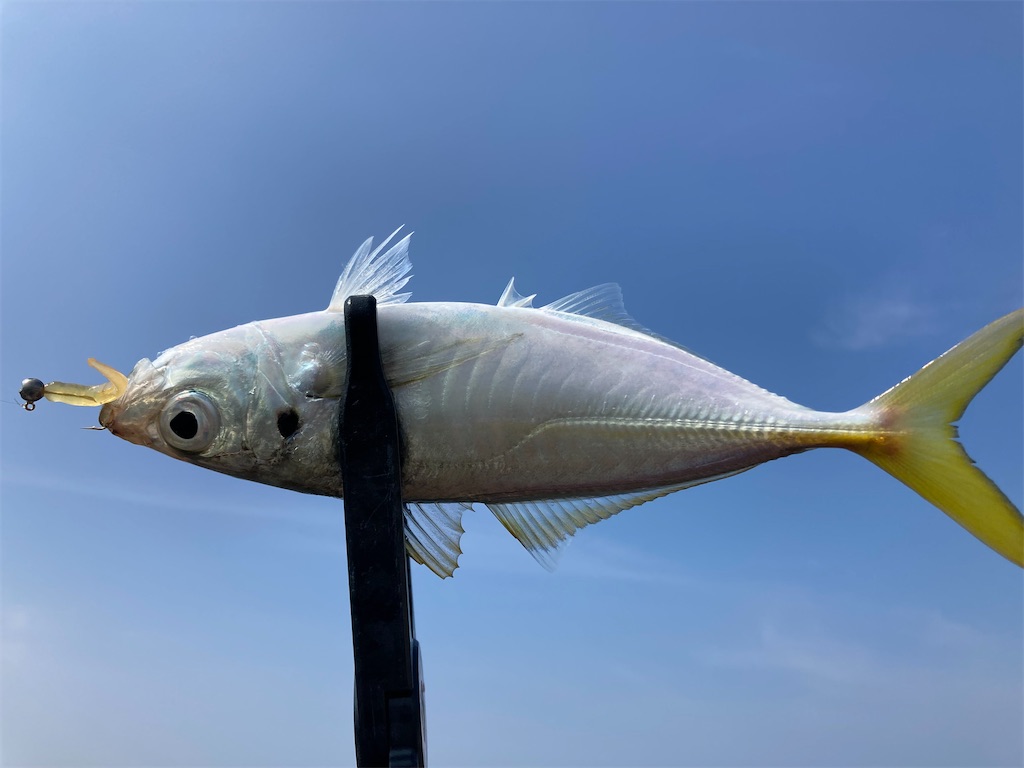 f:id:hama-tyan:20221002213953j:image f:id:hama-tyan:20221002213953j:image