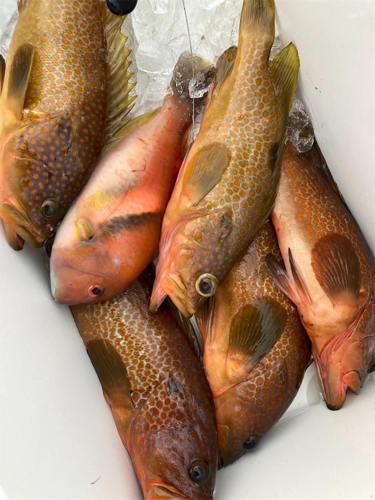 f:id:hama-tyan:20221121090540j:image