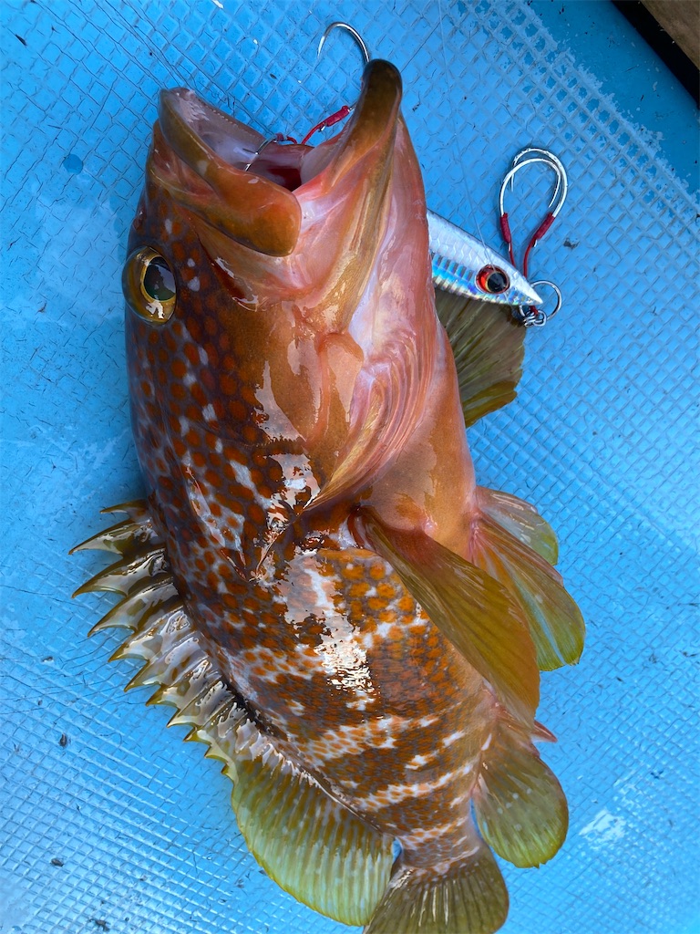 f:id:hama-tyan:20221121090544j:image