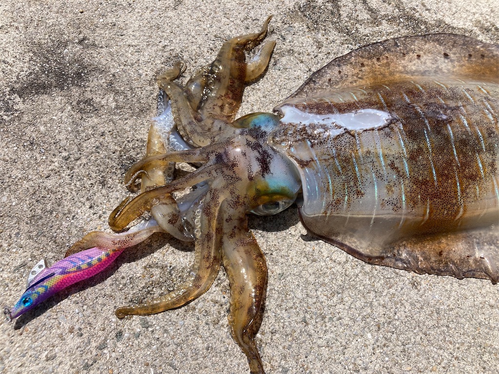 f:id:hama-tyan:20230513124119j:image f:id:hama-tyan:20230513124119j:image