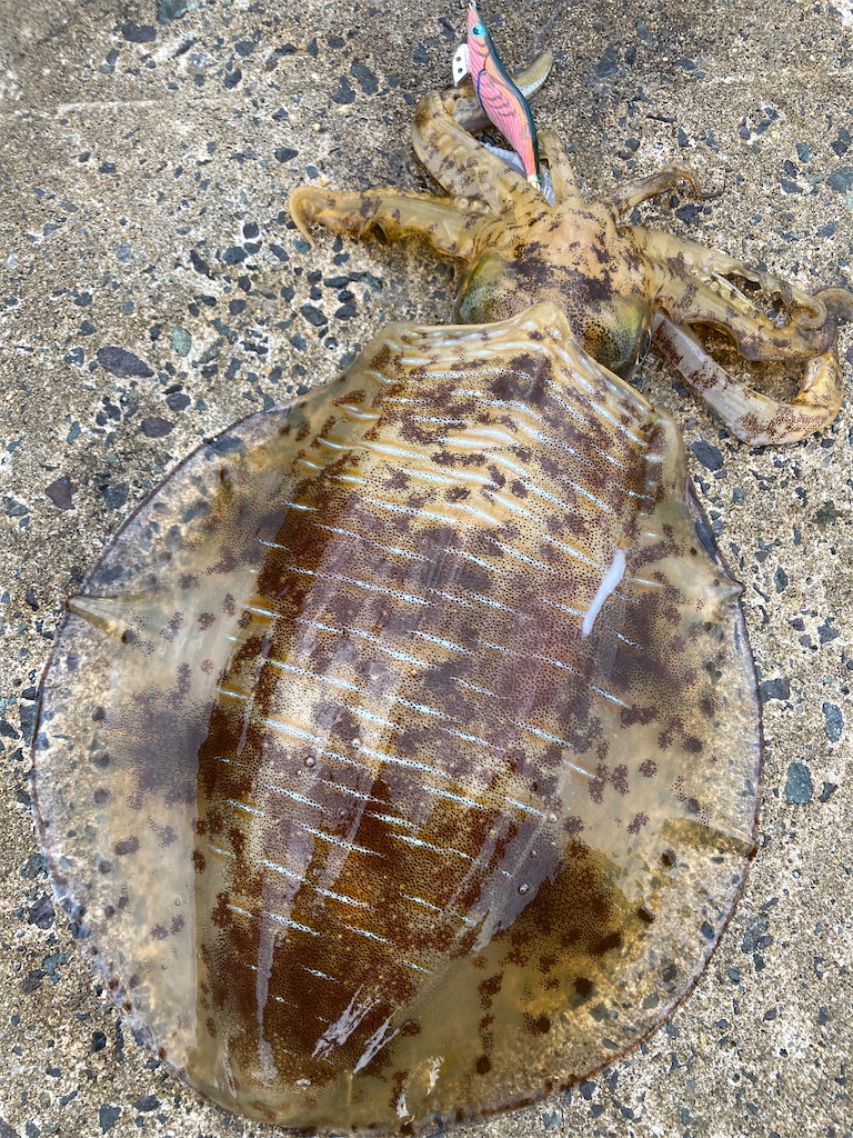 f:id:hama-tyan:20230513124812j:image f:id:hama-tyan:20230513124812j:image