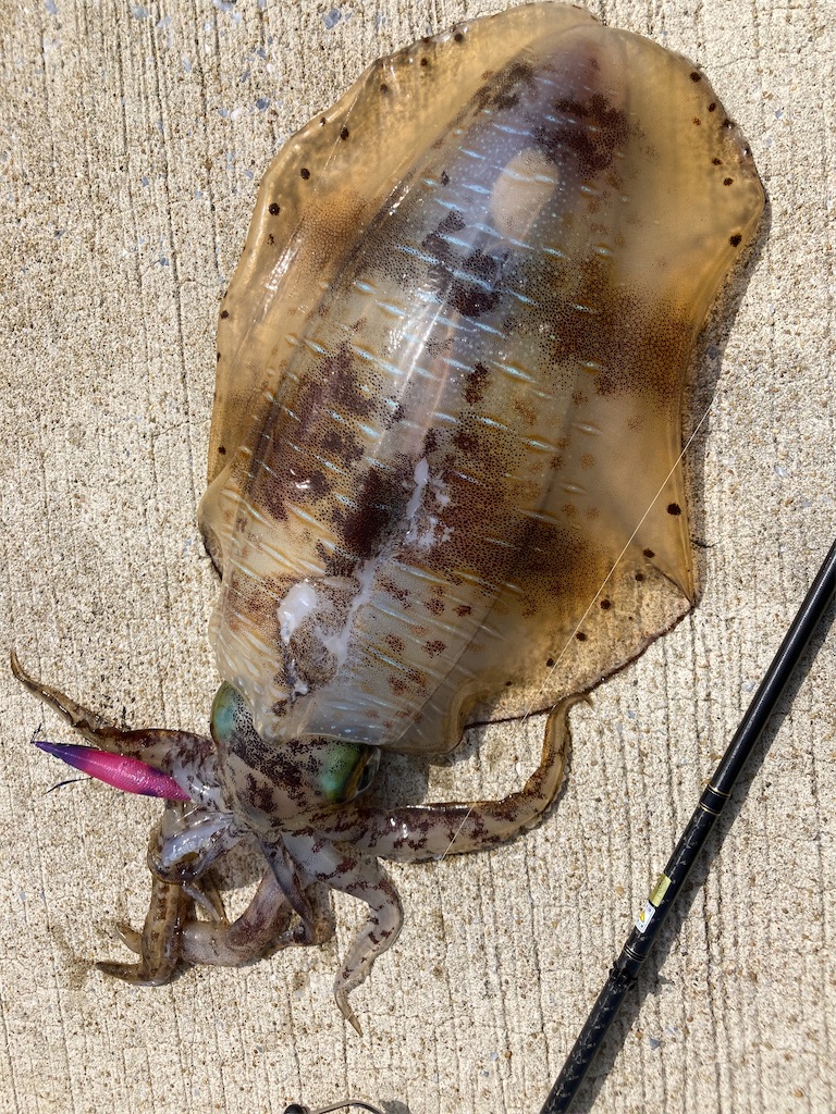 f:id:hama-tyan:20230516063836j:image f:id:hama-tyan:20230516063836j:image