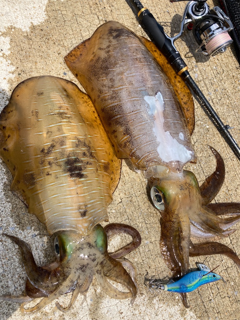 f:id:hama-tyan:20230516063839j:image f:id:hama-tyan:20230516063839j:image