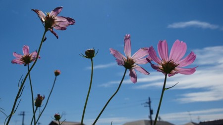f:id:hama0923:20100929221614j:image