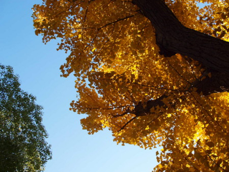 f:id:hama0923:20101122221551j:image