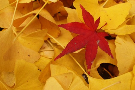 f:id:hama0923:20101123193005j:image