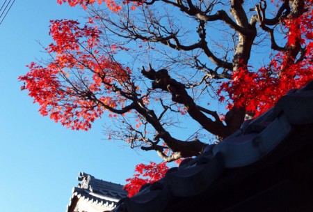 f:id:hama0923:20101128121620j:image