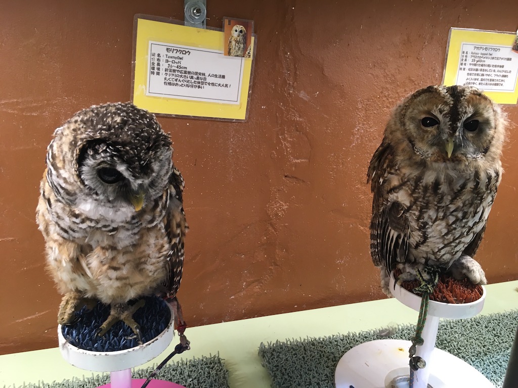 フクロウの部屋のフクロウ