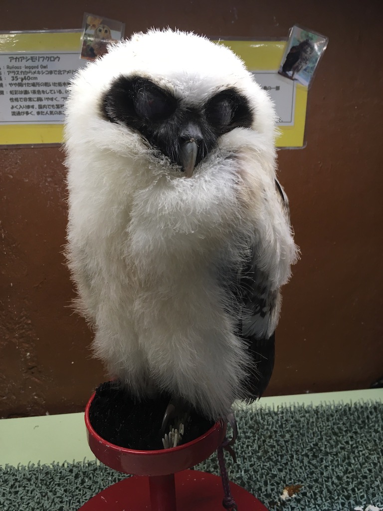フクロウの部屋の珍しいフクロウ