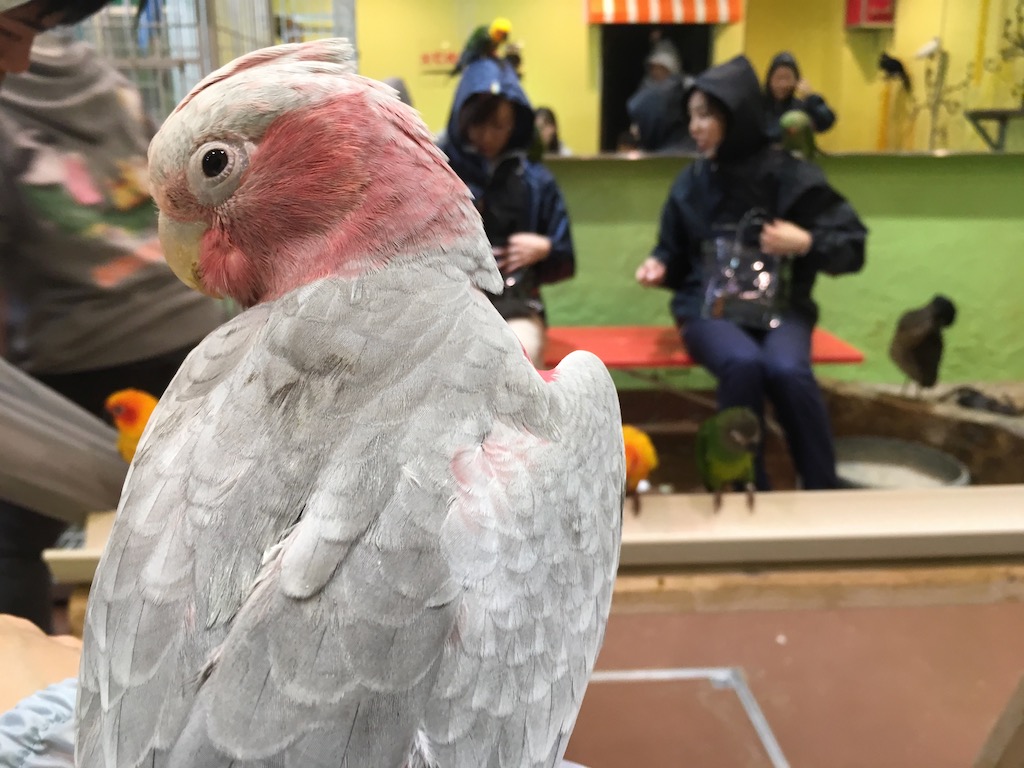 鳥カフェにいたモモイロインコ