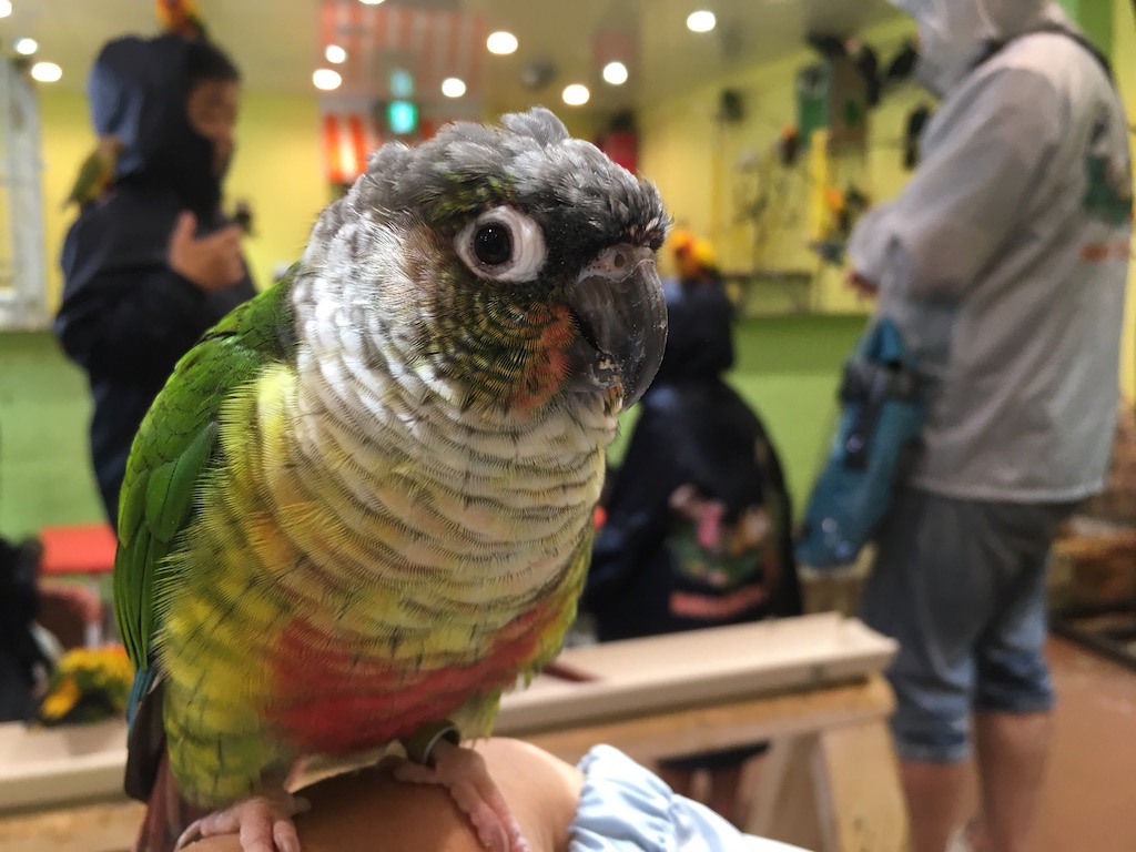 鳥カフェにいたウロコインコ